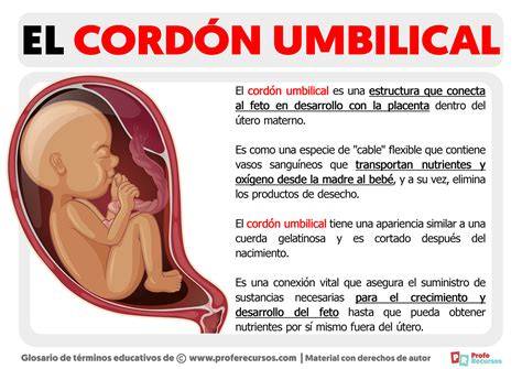 infografía detallando la estructura del cordón umbilical y su función durante el embarazo