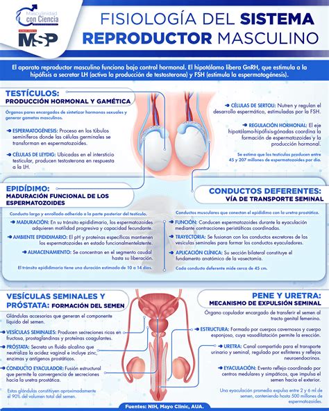 Infografía sobre la anatomía masculina y el recorrido del esperma
