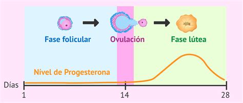 Ilustración del cuerpo lúteo y su papel en la producción de progesterona y estrógenos, mantenido por la hCG.