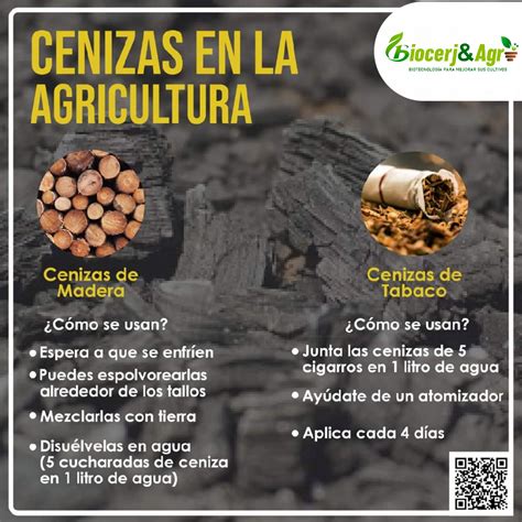 ilustración de ceniza de madera y su aplicación alrededor de la base de una planta