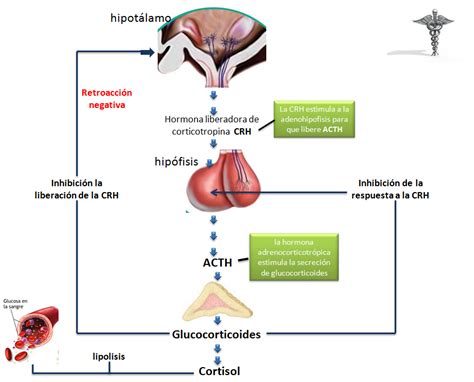 Esquema del eje hipotálamo-hipófisis-suprarrenal y su modulación durante el embarazo.