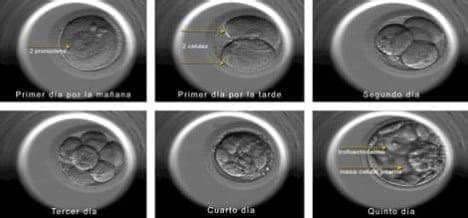 Animación del desarrollo embrionario capturado por el Embryoscope