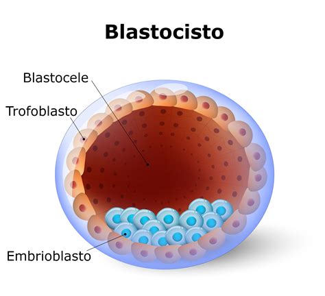 Diagrama de un blastocisto con trofoblasto y masa celular interna