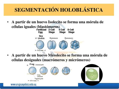 Comparación de segmentación holoblástica y meroblástica