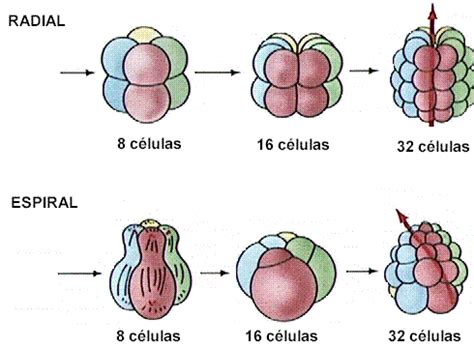 Comparación de la segmentación radial y espiral en embriones tempranos