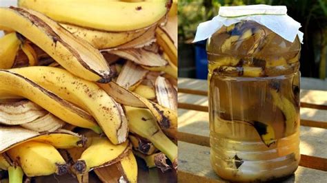 Foto temática de jardín con plantas saludables y materiales orgánicos como cáscaras de plátano y posos de café