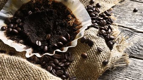 Foto de posos de café secos esparcidos alrededor de la base de una planta