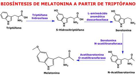 Infografía: Ciclo del triptófano a melatonina y serotonina