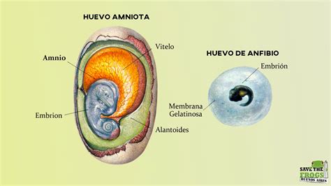 Comparación esquemática del huevo de un anfibio y un amniota (cocodrilo)