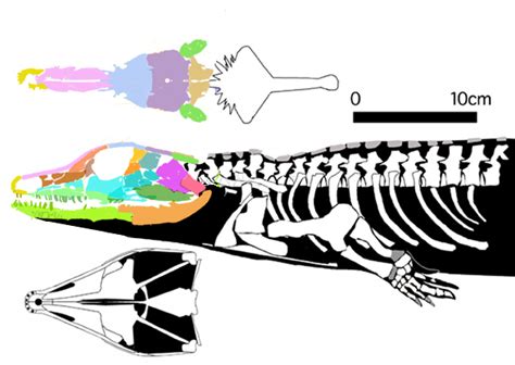 Reconstrucción artística de Solenodonsaurus janenschi, un posible primer amniota