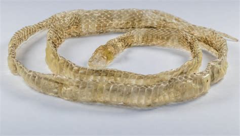 Fotografía de una muda de piel de serpiente
