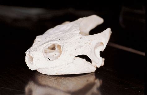 Esqueleto de una tortuga extinta mostrando su cráneo anápsido