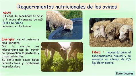 Gráfico: Fases de desarrollo fetal y requerimientos nutricionales en ovejas