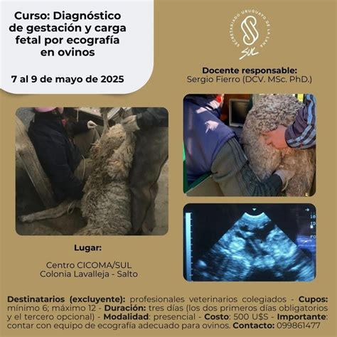 Infografía: Importancia del diagnóstico de gestación en ovinos
