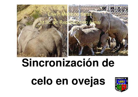 Imagen: Comportamiento de celo en ovejas