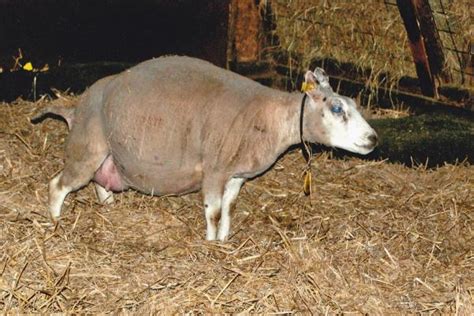 Fotografía: Desarrollo de la ubre en oveja gestante