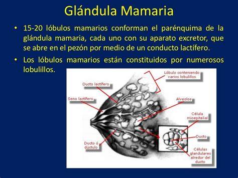 Esquema de las glándulas mamarias y su desarrollo, destacando la diferencia en la hipoplasia.