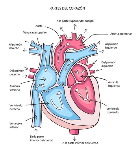 Esquema del corazón humano con las cavidades y el sistema de conducción eléctrica