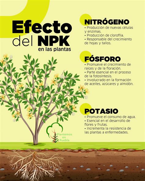 Infografía: roles de NPK en las plantas
