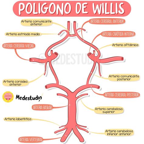 Esquema detallado del Polígono de Willis con sus variantes anatómicas más comunes, incluyendo hipoplasias y orígenes fetales de las arterias.