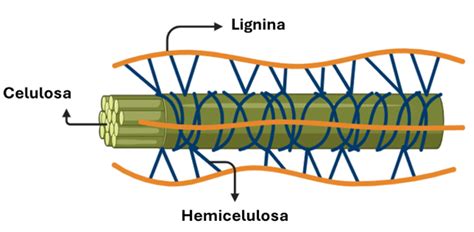 Esquema de las capas de un pañal con foco en la celulosa absorbente