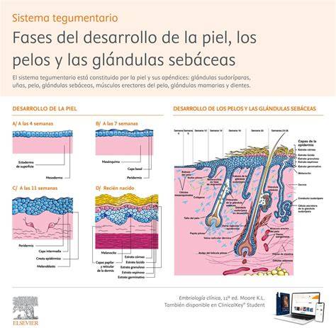 Ilustración esquemática de las capas de la piel del escote, destacando la delgadez y menor cantidad de colágeno.