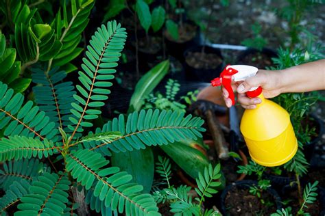 Persona aplicando abono foliar a plantas de interior con un atomizador