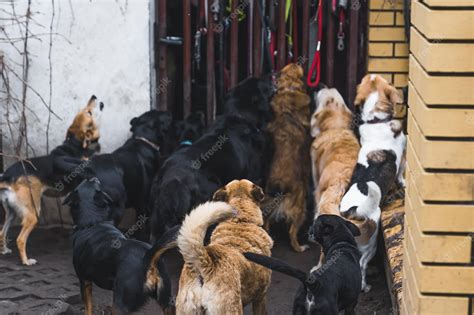 Imagen de varios perros de diferentes razas relajados en un refugio