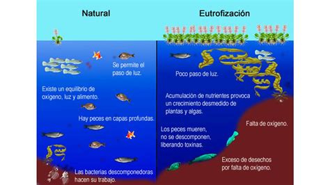 diagrama que ilustra el proceso de eutrofización causado por el exceso de nitratos en cuerpos de agua