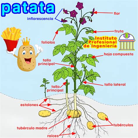 Fotografía de una planta de patata, destacando su tubérculo como órgano de almacenamiento de carbohidratos en el parénquima.