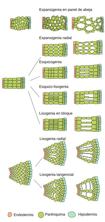 Ilustración esquemática comparando los mecanismos de formación de parénquima aerífero (esquizogenia, lisogenia, expansigenia) en diferentes especies vegetales.
