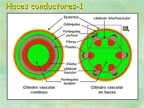 Diagrama que muestra la estructura de los haces vasculares, destacando las células parenquimáticas del xilema y floema y su papel en el transporte radial.