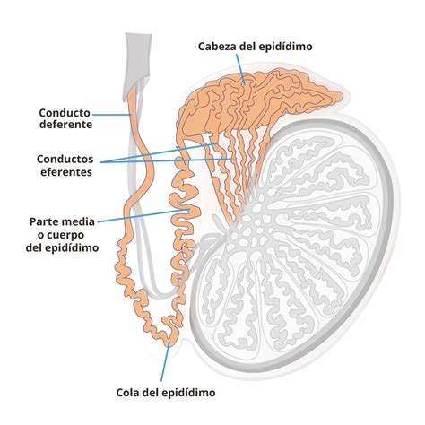 Diagrama del sistema reproductor masculino, destacando testículos, epidídimo, conducto deferente y escroto.