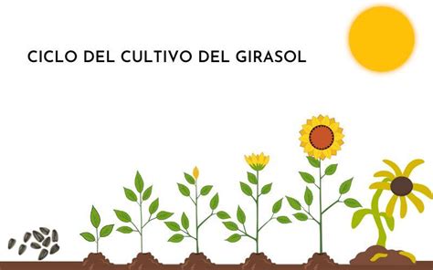 Esquema del ciclo de poda de geranios a lo largo del año