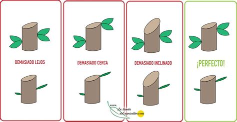 Ilustración mostrando cómo realizar un corte de poda correcto en un nudo foliar de geranio