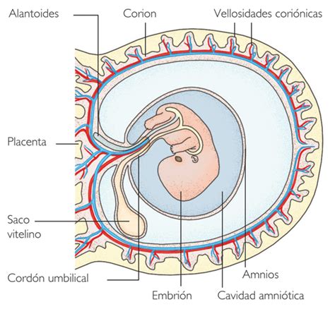 Esquema del desarrollo temprano del alantoides y su relación con otras membranas extraembrionarias