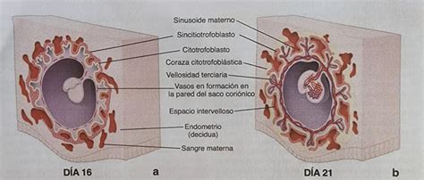 Representación de las vellosidades coriónicas interactuando con los espacios sanguíneos maternos en la placenta