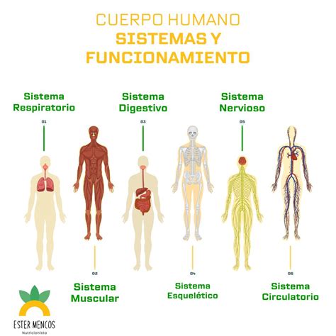 Esquema de los diferentes sistemas del cuerpo afectados por la APLV y sus síntomas