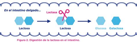 Diagrama que ilustra la acción de la lactasa sobre la lactosa en el intestino