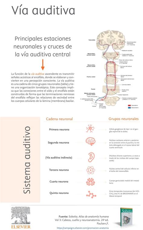 Esquema de las vías nerviosas auditivas desde el oído hasta el cerebro