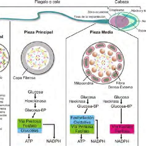 Morfología del espermatozoide y metabolismo energético