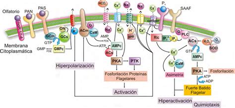 Modelo de los eventos moleculares que inducen la activación y la hiperactivación del flagelo