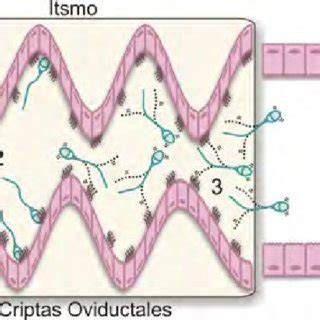 Secuencia de los procesos que sufre el espermatozoide en el tracto reproductivo de la hembra