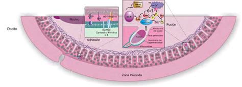 Fertilización: adhesión y fusión
