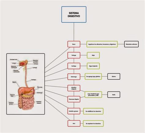 Esquema del sistema digestivo y la influencia del útero en crecimiento