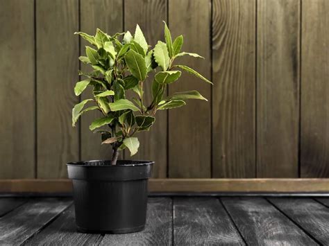 Ilustración de un laurel en maceta en un balcón soleado