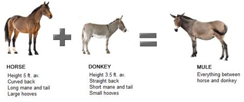 Esquema comparativo de las características morfológicas de mulas, burros y caballos