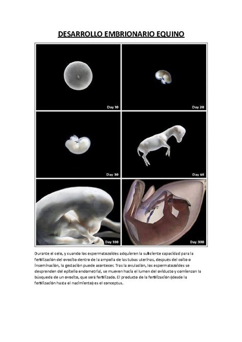 Serie de ultrasonografías mostrando el desarrollo embrionario equino en una mula receptora del día 10 al 16 de gestación