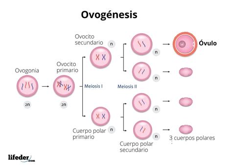 Esquema de las etapas de la ovogénesis durante el desarrollo fetal, mostrando la proliferación de oogonias y la formación de ovocitos primarios en profase I.