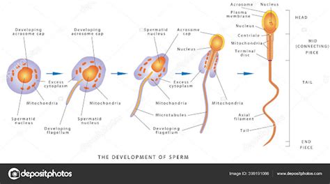 Esquema anatómico del aparato reproductor masculino y proceso de espermatogénesis en los testículos